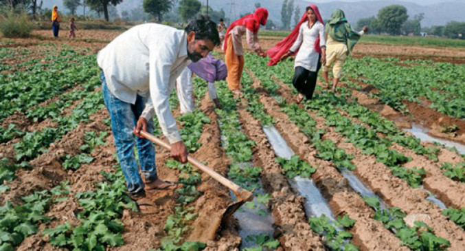 Farmers made an area of 47 thousand hectares capable of cultivation in a year