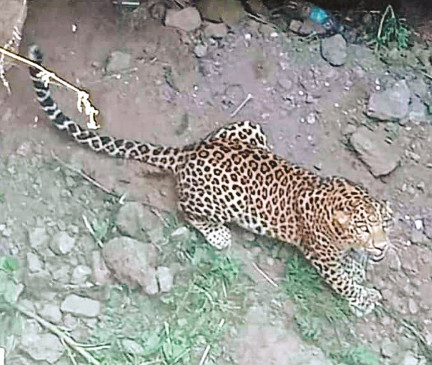 Forest department team took out the leopard from the well
