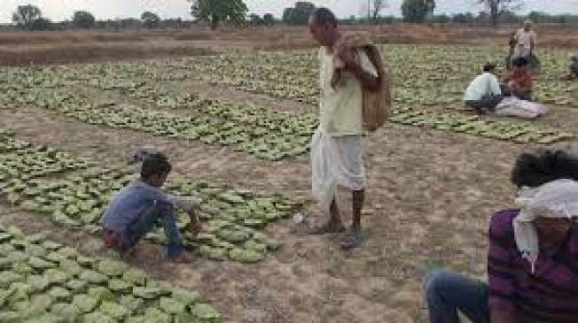 Forest Department will get revenue of 12 crores from the auction of tendu leaves