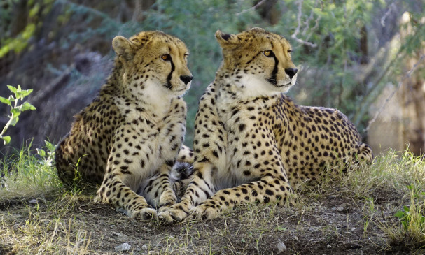 Now cheetahs can be seen in the forests of Melghat soon