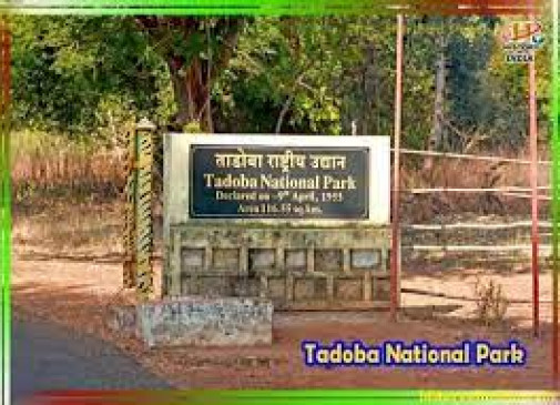 Preparations to make Tadoba an international center of Tiger Darshan