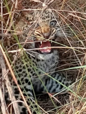 The female leopard went to the forest with the cubs