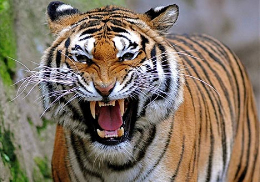 The king of the jungle, making a new territory out of the screw
