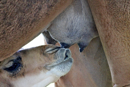 UPs dairy farms will be removed from residential areas