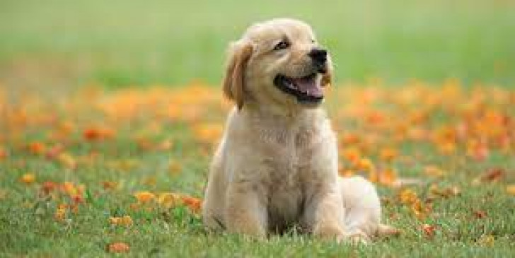 Action will be taken if pet animals are not tested for rabies Action will be taken if pet animals are not tested for rabies