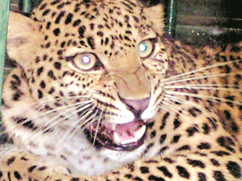 Entering the cowshed, the leopard made the bull a morsel