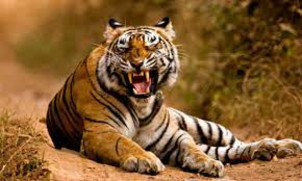Farmer dead due to tiger attack, angry among villagers