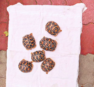 Forest department arrested 3 accused along with 6 turtles