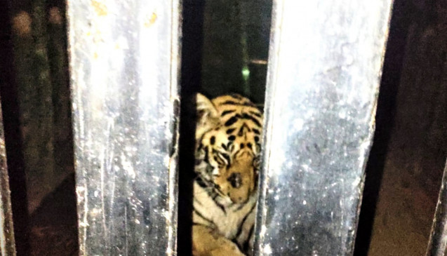 Injured tiger cub imprisoned in cage