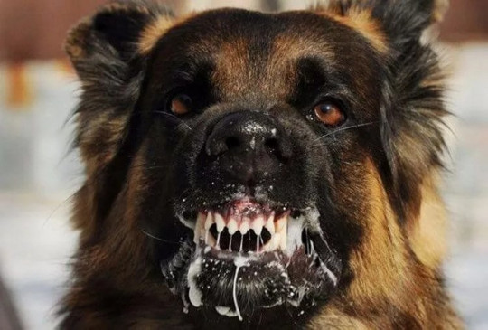 Now wild dogs - jackals will get the vaccine Now wild dogs - jackals will get the vaccine