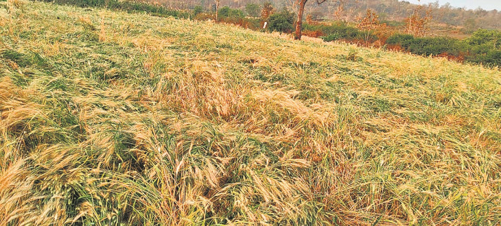 Rabi crops spoiled due to rain in Chandrapur