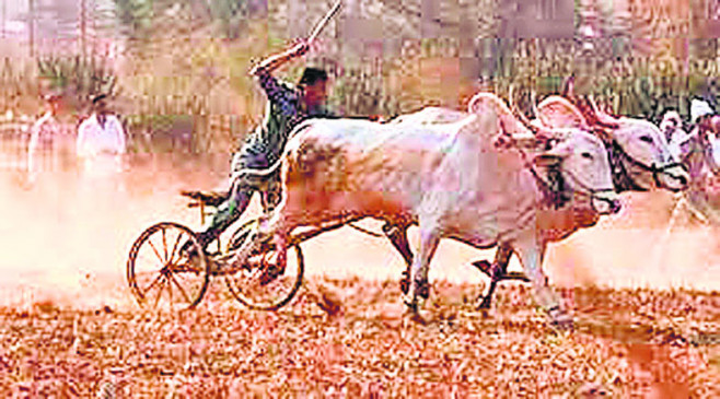 Shankarpat from tomorrow in Kalmeshwar, bullock pairs will run