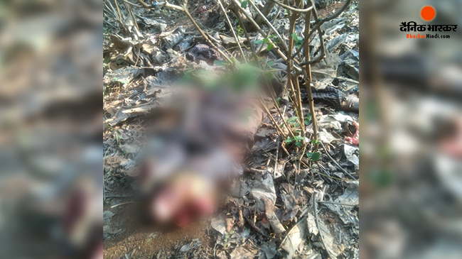 बाघ ने चरवाहे का किया शिकार, टुकड़ो में मिली लाश