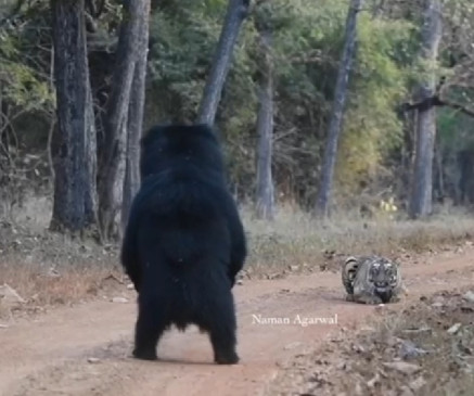 Tiger became a cat due to fear of bear, video went viral on sight