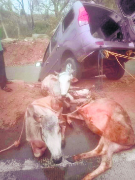 When the car overturned in the drain, the accused ran away