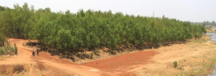 Delhi aims to plant 35.38 lakh saplings in a year