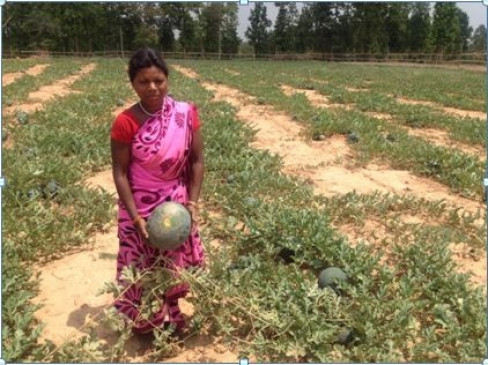 The earth which was red from Naxalite violence, now there is prosperity spreading due to the redness of watermelon The earth which was red from Naxalite violence, now there is prosperity spreading due to the redness of watermelon