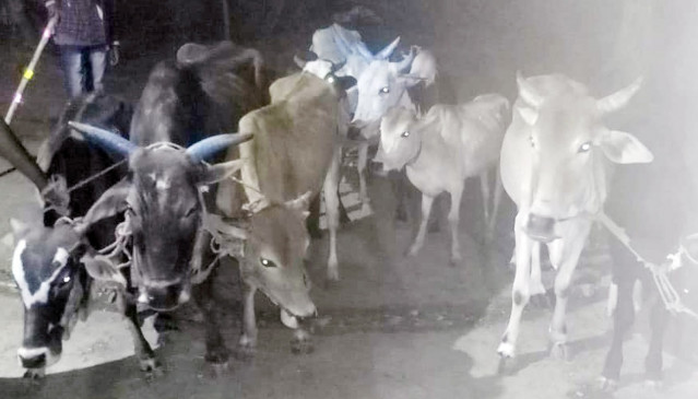 9 cattle freed, two accused arrested 9 cattle freed, two accused arrested