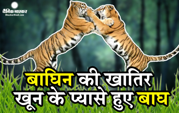 Bhinde two tigers to woo the tigress, tourists captured a rare scene in the  camera | बाघिन को रिझाने भिड़े दो बाघ, कान्हा नेशनल पार्क में दर्शक हुए  रोमांचित, वायरल हुआ दिलचस्प