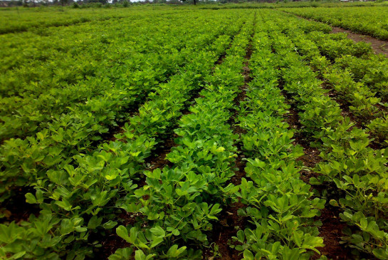 Crops in crisis due to undeclared loadshedding Crops in crisis due to undeclared loadshedding