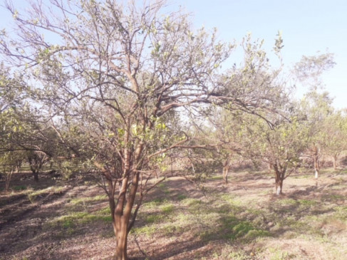 Diseases attack on orange orchard, Ambiya Bahar started falling Diseases attack on orange orchard, Ambiya Bahar started falling