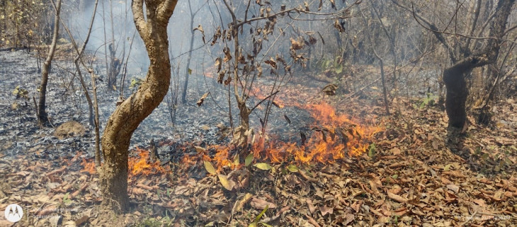 Forest fire burning in the forest of the rural area