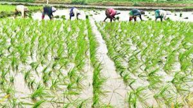 Government will give subsidy of Rs 60,939 crore for Kharif season 2022
