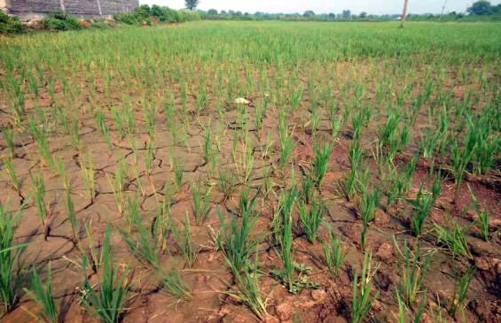 Paddy crop in trouble due to lack of irrigation, farmers worried