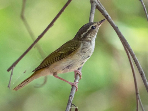 Rare species of Pale Leg Leaf Warbler bird seen in Amravati Rare species of Pale Leg Leaf Warbler bird seen in Amravati