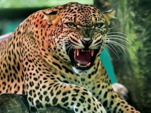 The leopard attacked the villagers who went to pick up Mahua, three injured