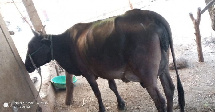 The milk flowing continuously from the udder of the cow, the animal husband himself was surprised The milk flowing continuously from the udder of the cow, the animal husband himself was surprised