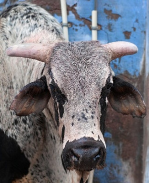Stray bull attacked 65-year-old farmer of UP, died