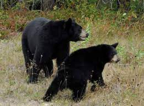 A herd of bears attacked, 4 laborers injured
