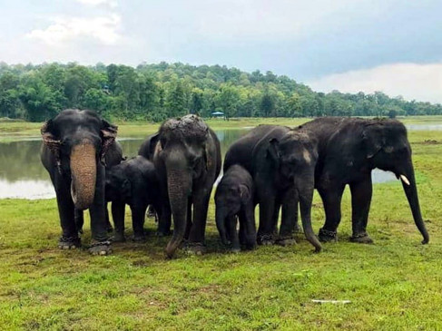 कमलापुर के हाथियों का स्थानांतरण तय होते ही बढ़ने लगा विरोध