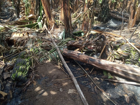 Bananas planted in 2 acres were burnt to ashes due to fire caused by shot-circuit Bananas planted in 2 acres were burnt to ashes due to fire caused by shot-circuit