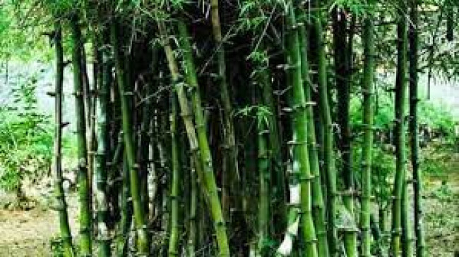 Central government lifts export ban on bamboo charcoal
