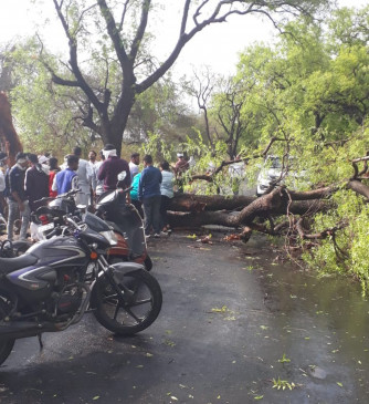 Many trees collapsed on the Paratwada road due to the storm Many trees collapsed on the Paratwada road due to the storm