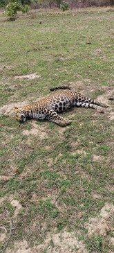 Panther victim by electrocution in Chakra Nala, 4 suspects in custody