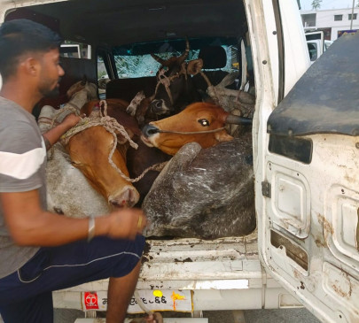 Saved the lives of 13 cows being taken to the slaughterhouse Saved the lives of 13 cows being taken to the slaughterhouse