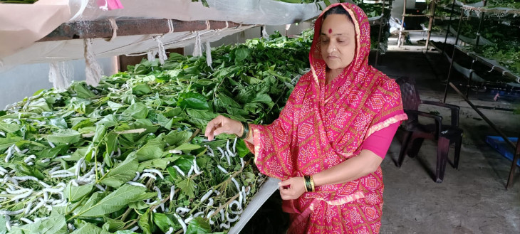 Silk industry gives income of lakhs in 45 days Silk industry gives income of lakhs in 45 days