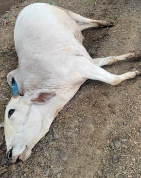As soon as the rain started, the incidents of snakebite increased, the death of the bull As soon as the rain started, the incidents of snakebite increased, the death of the bull