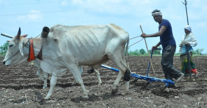 Farmers should sow only when the rain is satisfactory Farmers should sow only when the rain is satisfactory