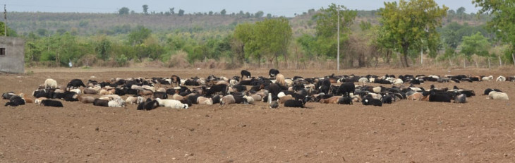 Giving manure to farmers before sowing by keeping sheep in the field Giving manure to farmers before sowing by keeping sheep in the field