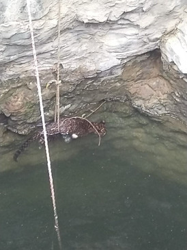 Leopard cub found dead in well, stirred up