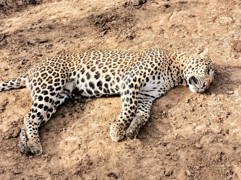 Leopard dead body found near pond, hunter arrested