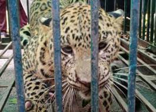 Leopard imprisoned in cage after 5 hours