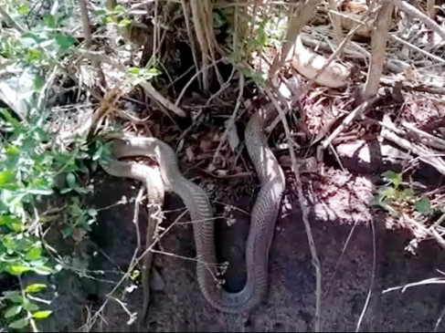 On seeing a snake swallowed another snake, Russell Viper lost his life