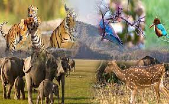 Seven animals hunted in Sipan forest range Seven animals hunted in Sipan forest range