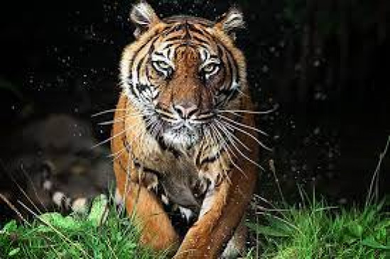 Two people including the farmer died in the tiger attack in different places