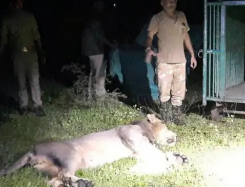 गिर में शेर के हमले से मजदूर की मौत, पकड़ा गया आदमखोर शेर